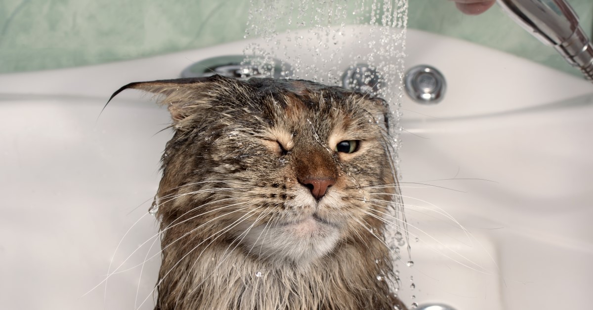 How to Bathe A Cat with Fleas